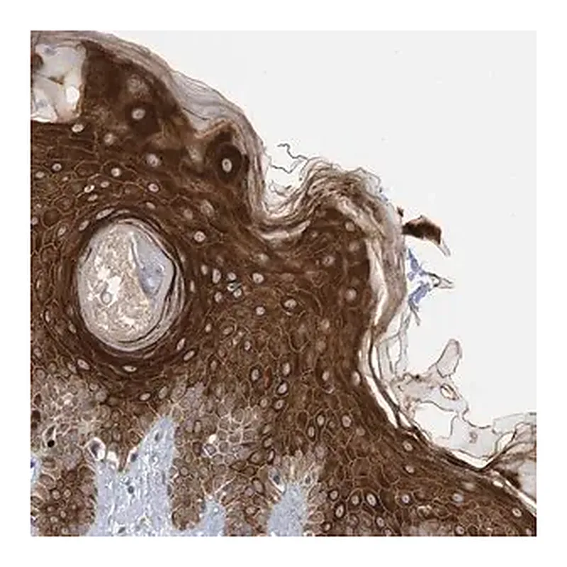 Merck Anti-RABL3 antibody produced in rabbit