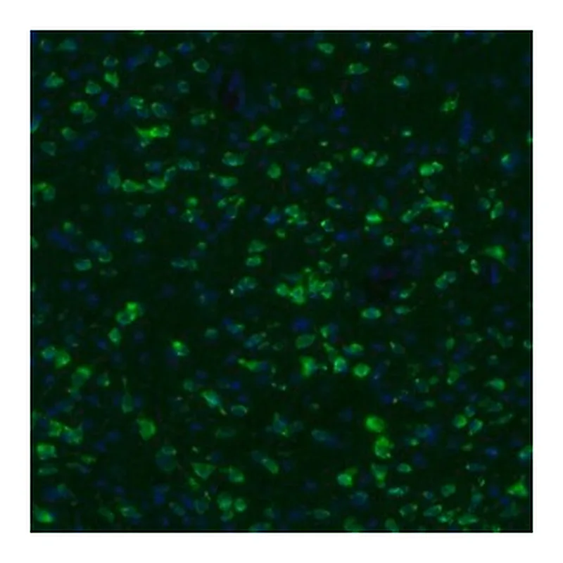 Merck Anti-GKAP1 antibody produced in rabbit