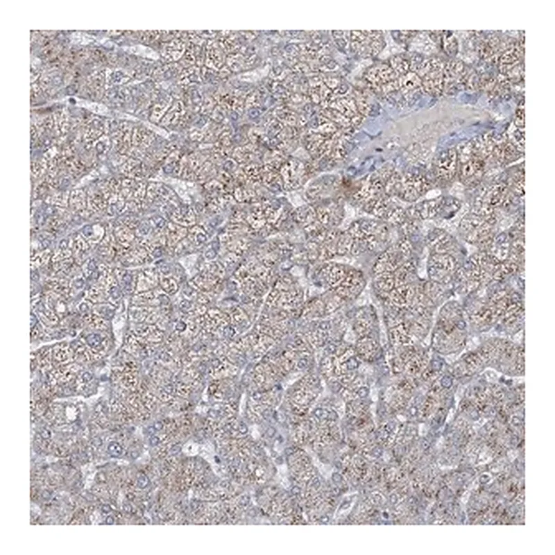 Merck Anti-CCDC14 antibody produced in rabbit