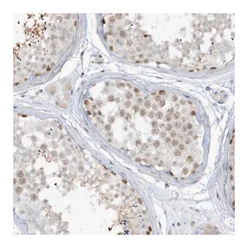 Merck Anti-PRRT3 antibody produced in rabbit