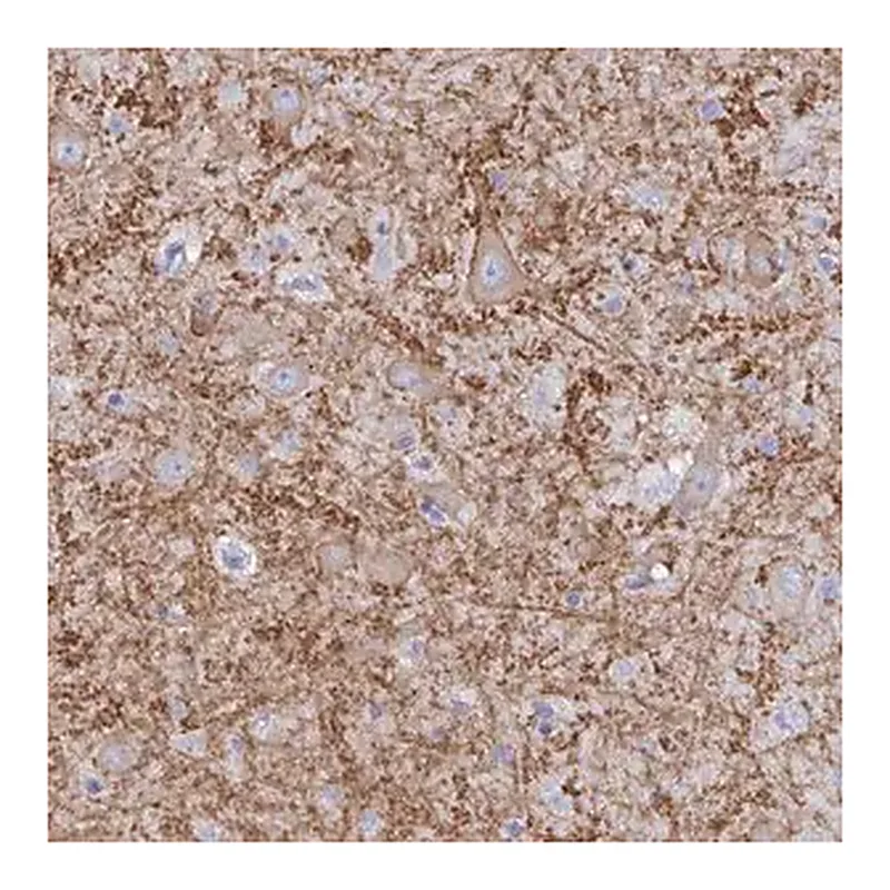 Merck Anti-GRIA1 antibody produced in rabbit