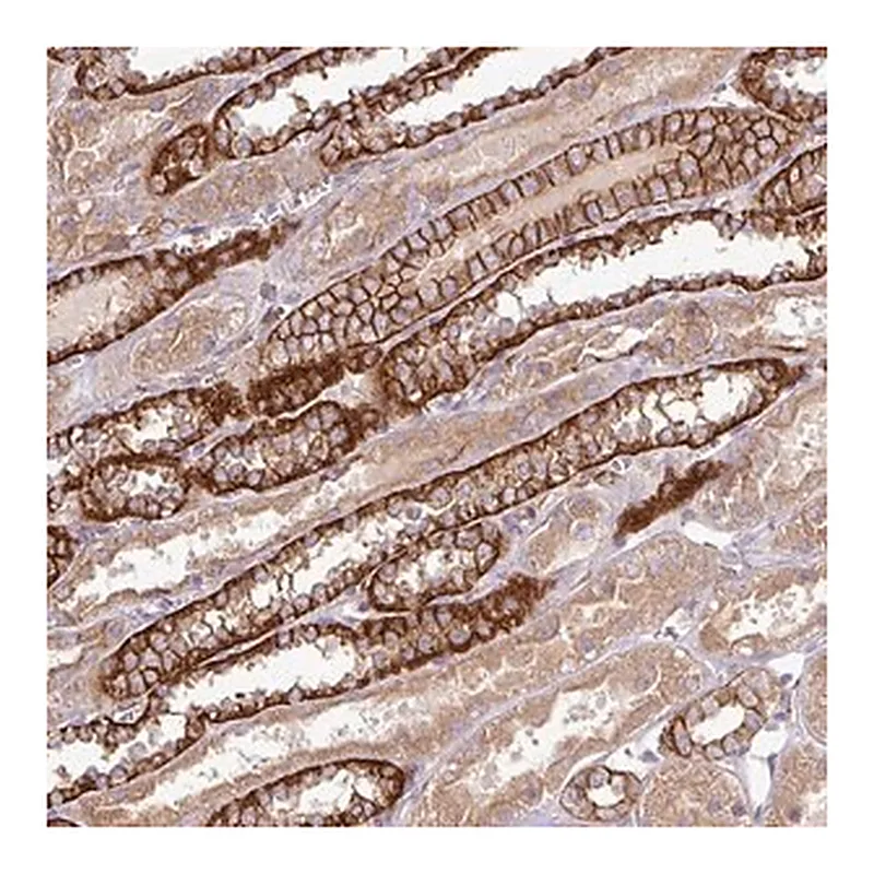 Merck Anti-RIC1 antibody produced in rabbit