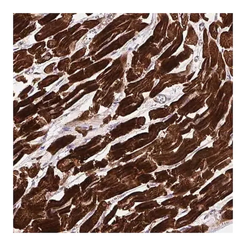 Merck Anti-DHFR2 antibody produced in rabbit