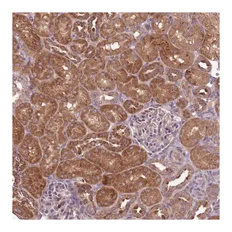 Merck Anti-IGF2BP2 antibody produced in rabbit