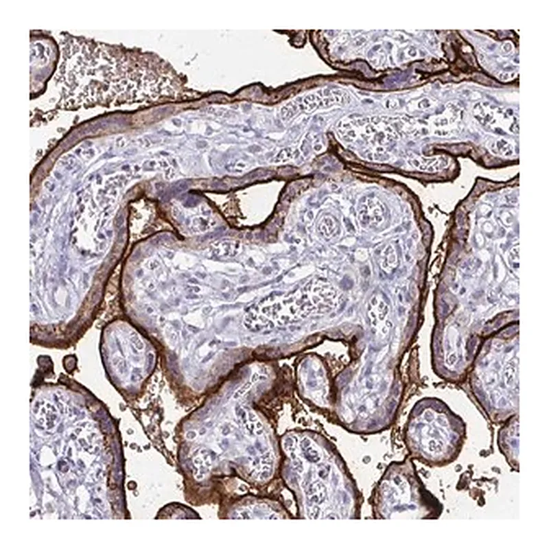 Merck Anti-ALPI antibody produced in rabbit