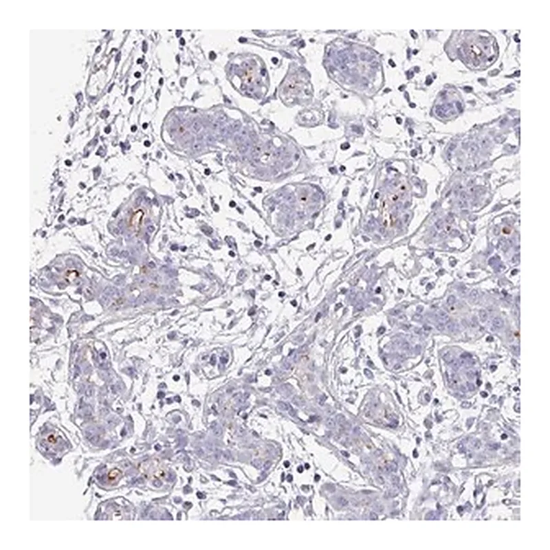 Merck Anti-IGSF23 antibody produced in rabbit