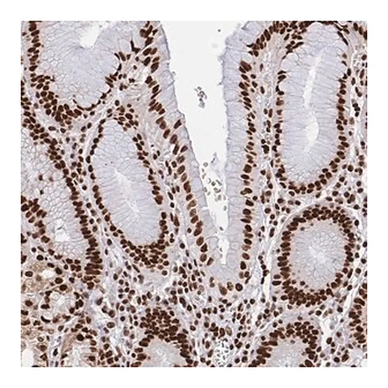 Merck Anti-HNRNPL antibody produced in rabbit
