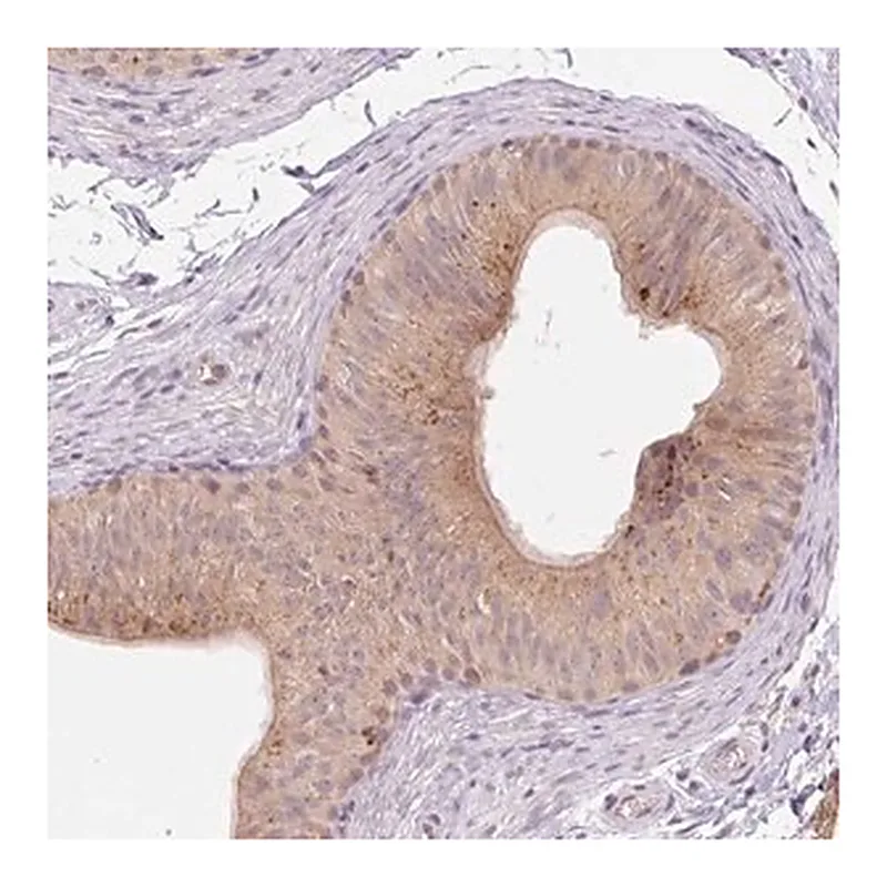 Merck Anti-VPS25 antibody produced in rabbit