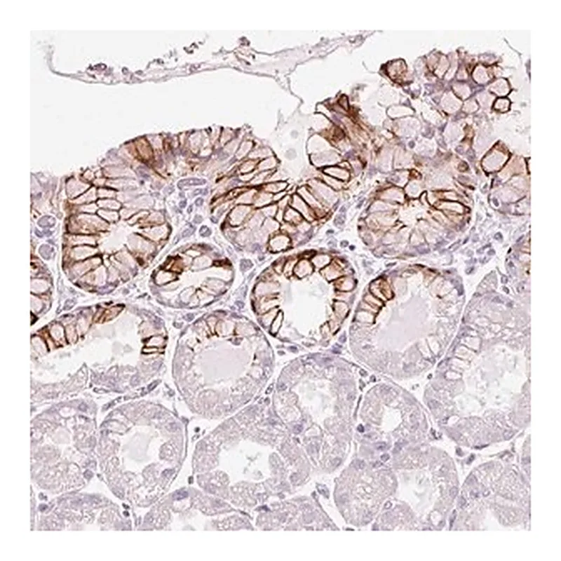 Merck Anti-ANKRD20A4 antibody produced in rabbit