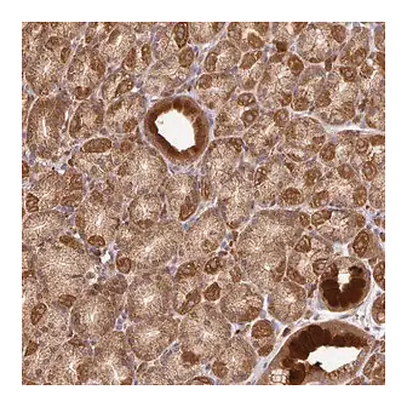 Merck Anti-MALSU1 antibody produced in rabbit
