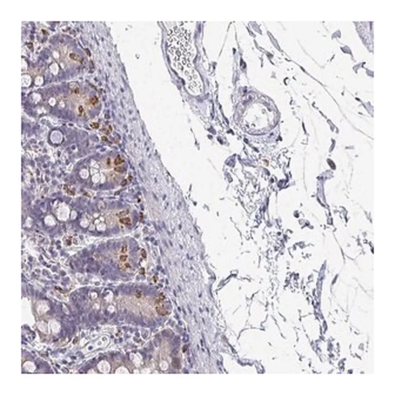 Merck Anti-NCF1 antibody produced in rabbit