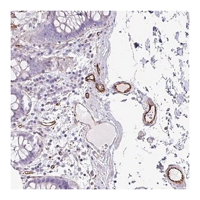 Merck Anti-BTD antibody produced in rabbit