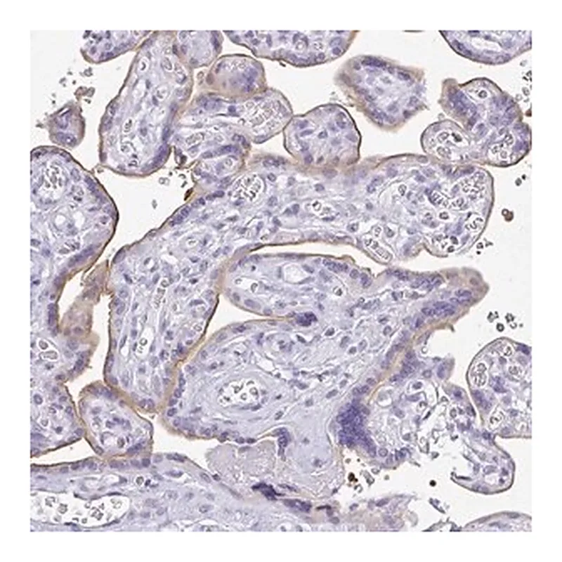 Merck Anti-PLPPR3 antibody produced in rabbit