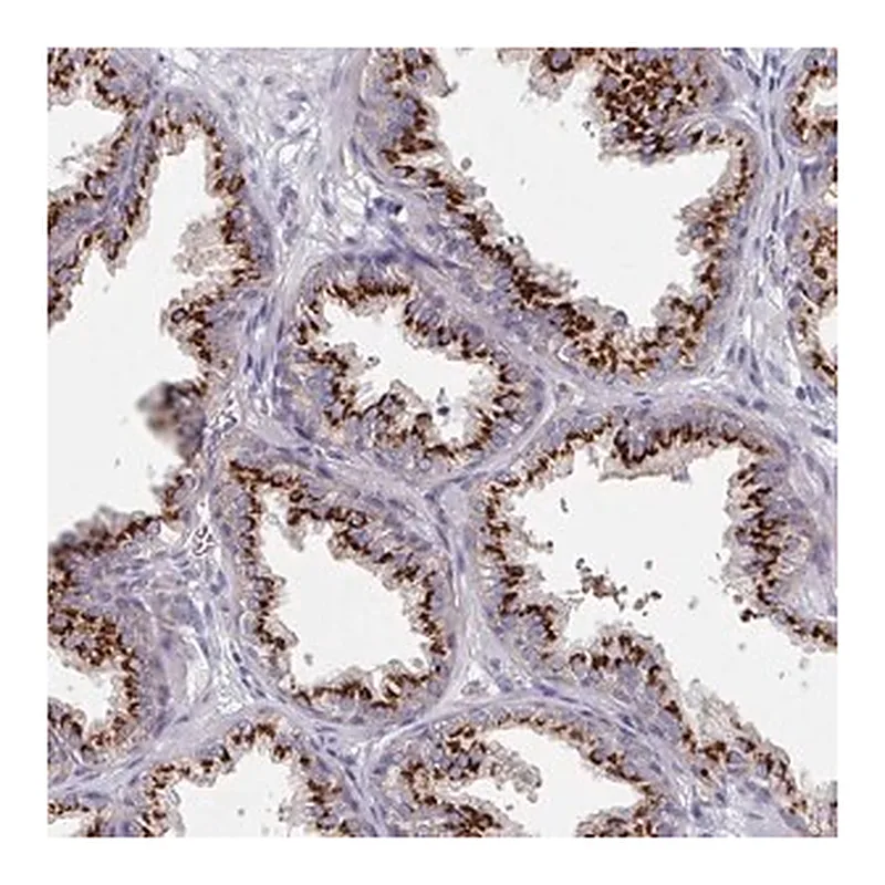 Merck Anti-EFL1 antibody produced in rabbit