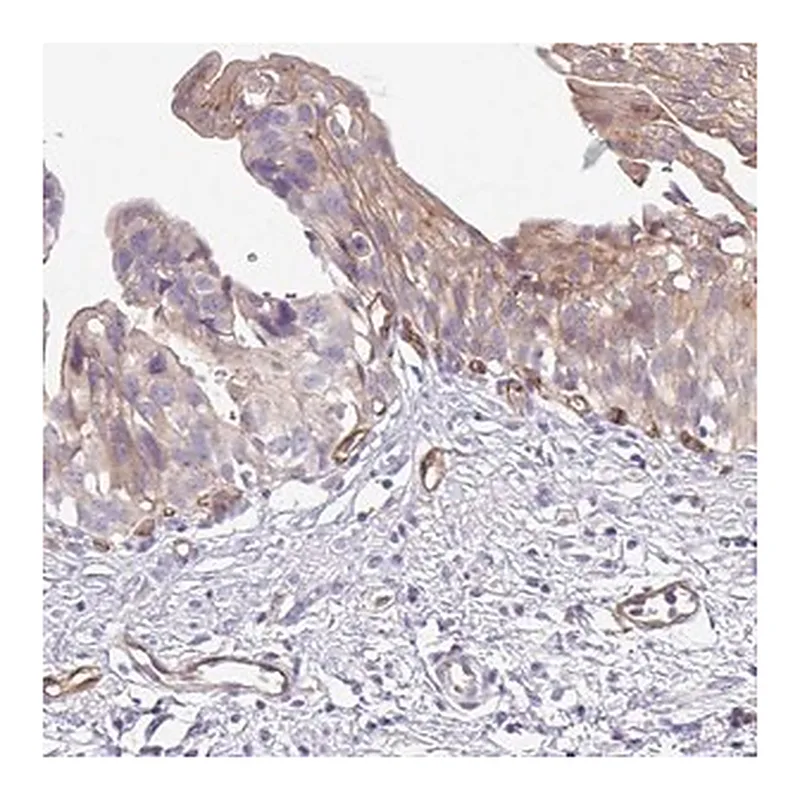 Merck Anti-EHD4 antibody produced in rabbit