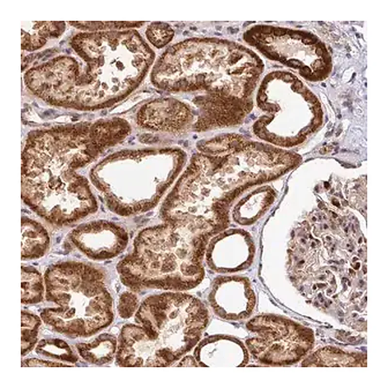 Merck Anti-SARS2 antibody produced in rabbit
