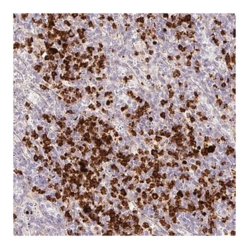 Merck Anti-MAP3K3 antibody produced in rabbit