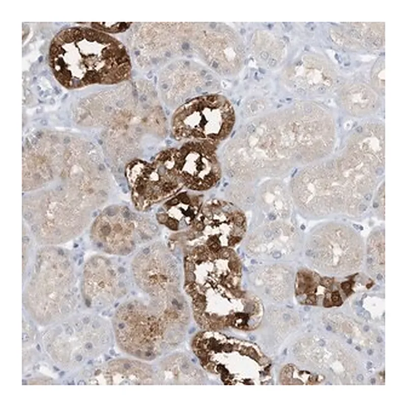 Merck Anti-ERI2 antibody produced in rabbit