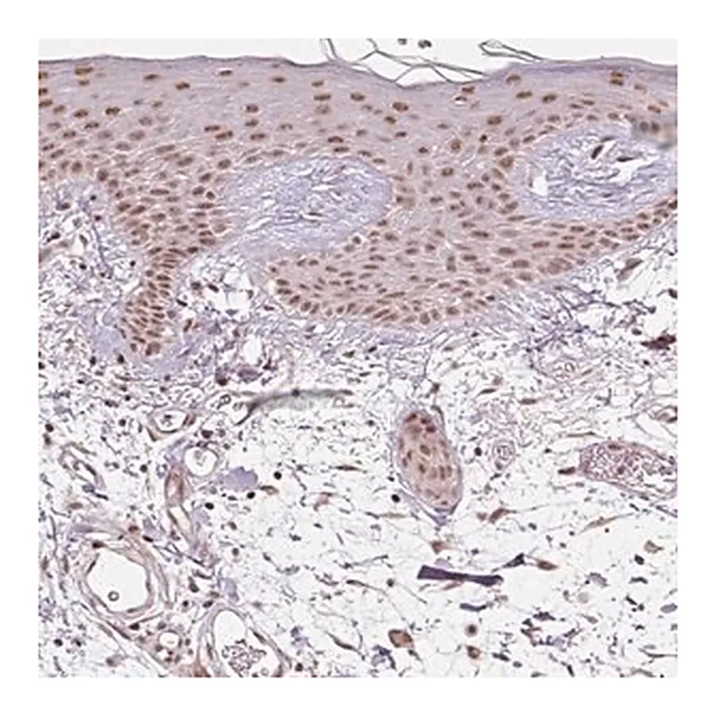 Merck Anti-THOC6 antibody produced in rabbit
