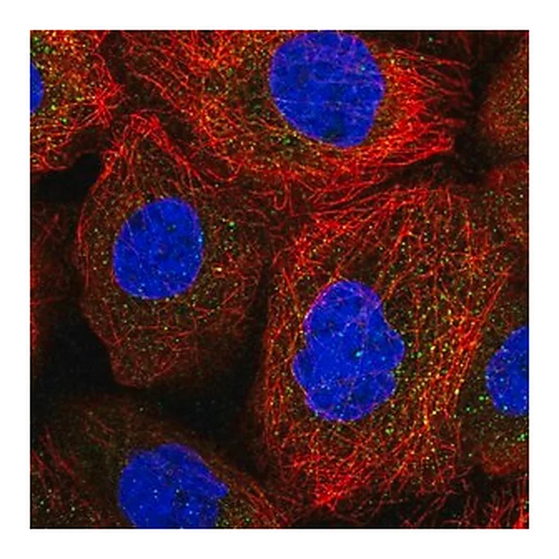 Merck Anti-ACOXL antibody produced in rabbit