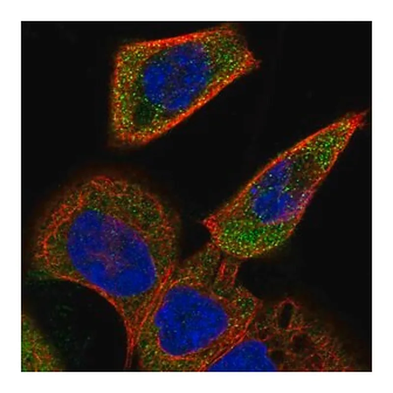 Merck Anti-ACOXL antibody produced in rabbit