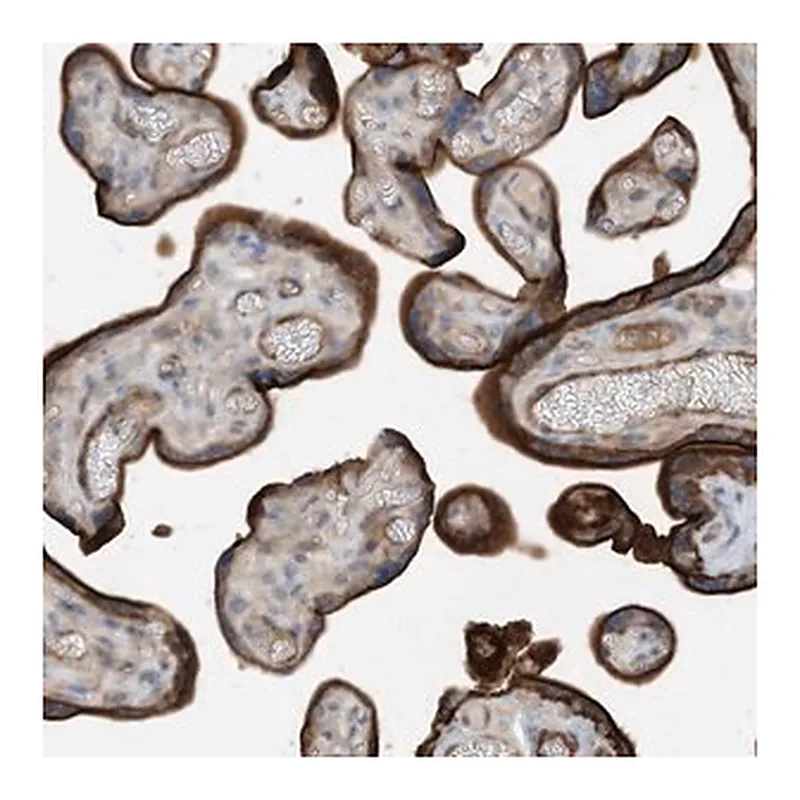 Merck Anti-KIF1BP antibody produced in rabbit