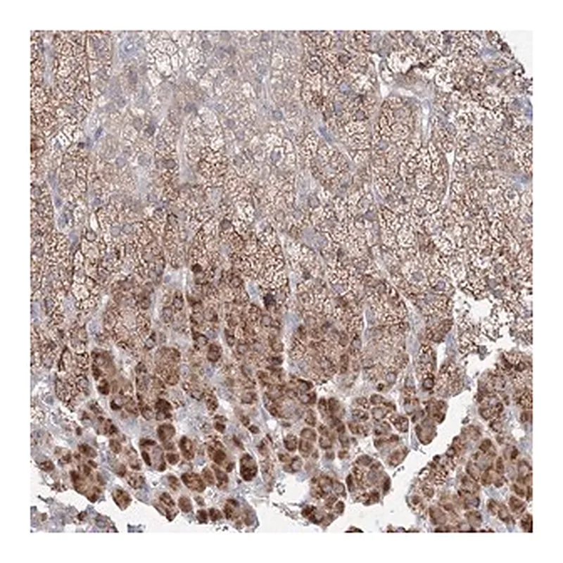 Merck Anti-FBXL8 antibody produced in rabbit