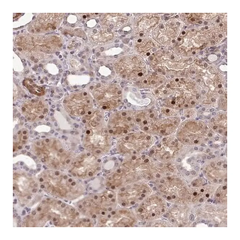 Merck Anti-TRIP6 antibody produced in rabbit
