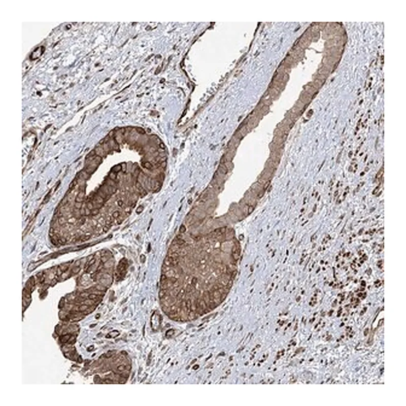 Merck Anti-SOGA3 antibody produced in rabbit