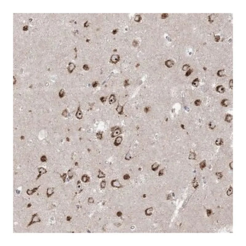 Merck Anti-MARS2 antibody produced in rabbit