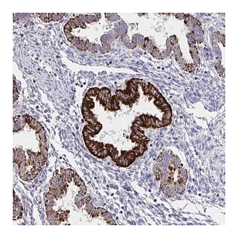 Merck Anti-VWDE antibody produced in rabbit