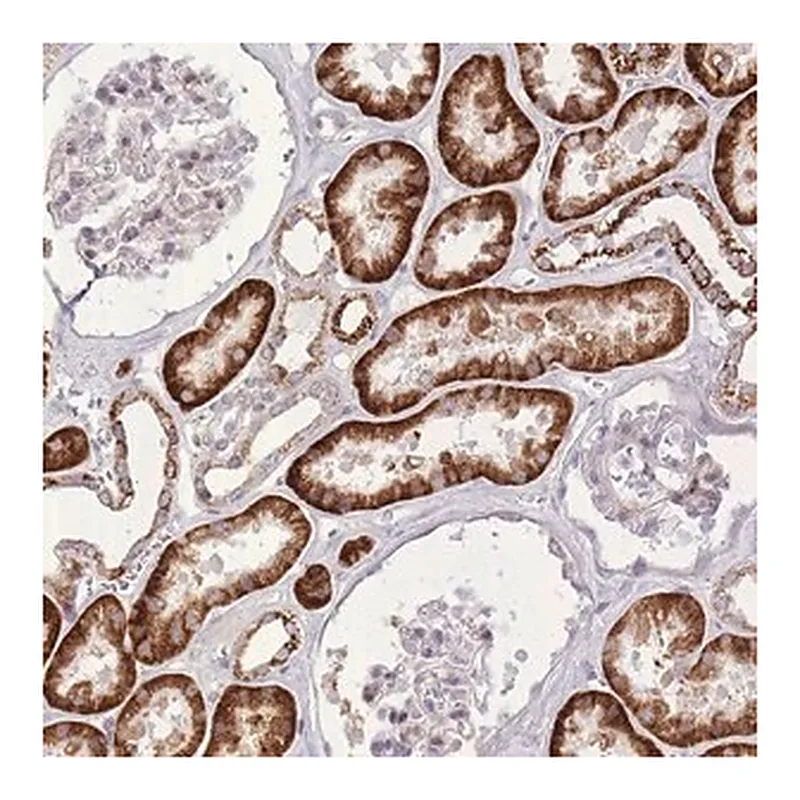 Merck Anti-SLC4A4 antibody produced in rabbit