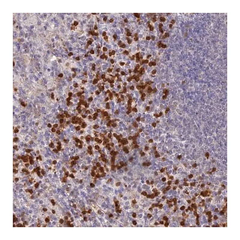 Merck Anti-NCF4 antibody produced in rabbit