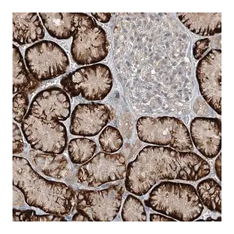 Merck Anti-MITD1 antibody produced in rabbit