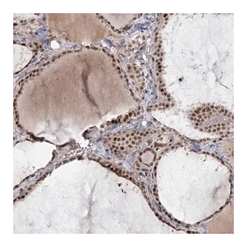 Merck Anti-CIB4 antibody produced in rabbit