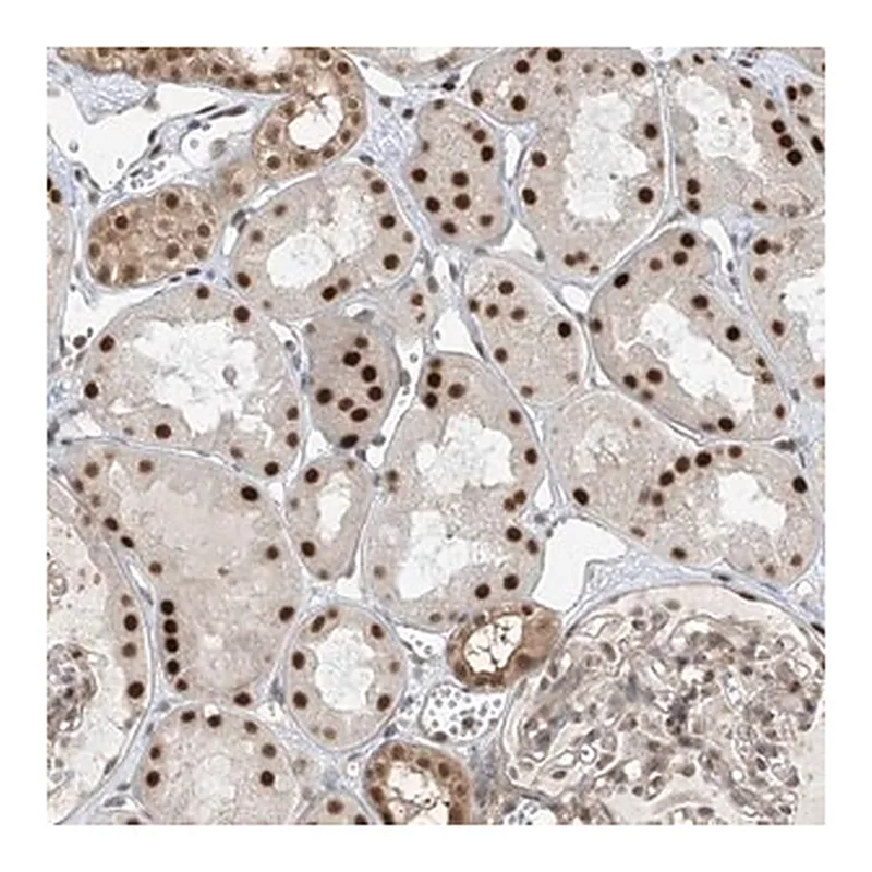 Merck Anti-LAGE3 antibody produced in rabbit