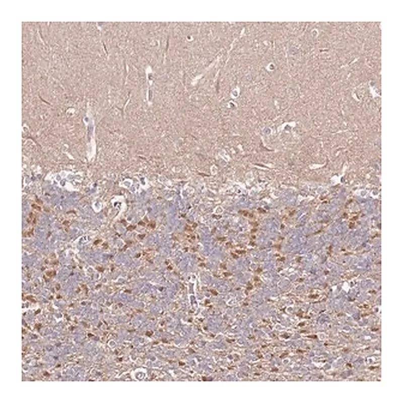 Merck Anti-FAM126B antibody produced in rabbit