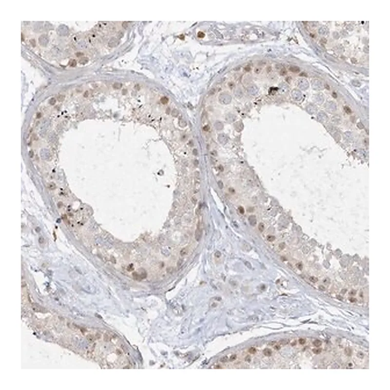 Merck Anti-NAF1 antibody produced in rabbit
