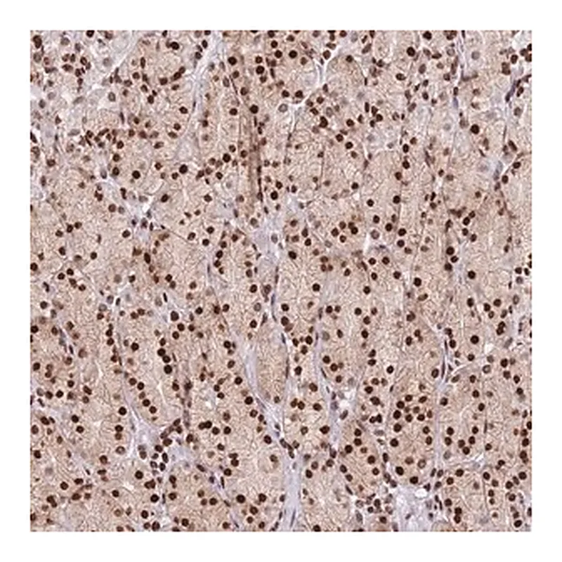 Merck Anti-AK9 antibody produced in rabbit