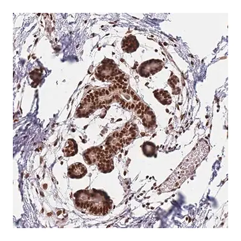 Merck Anti-SUPT6H antibody produced in rabbit