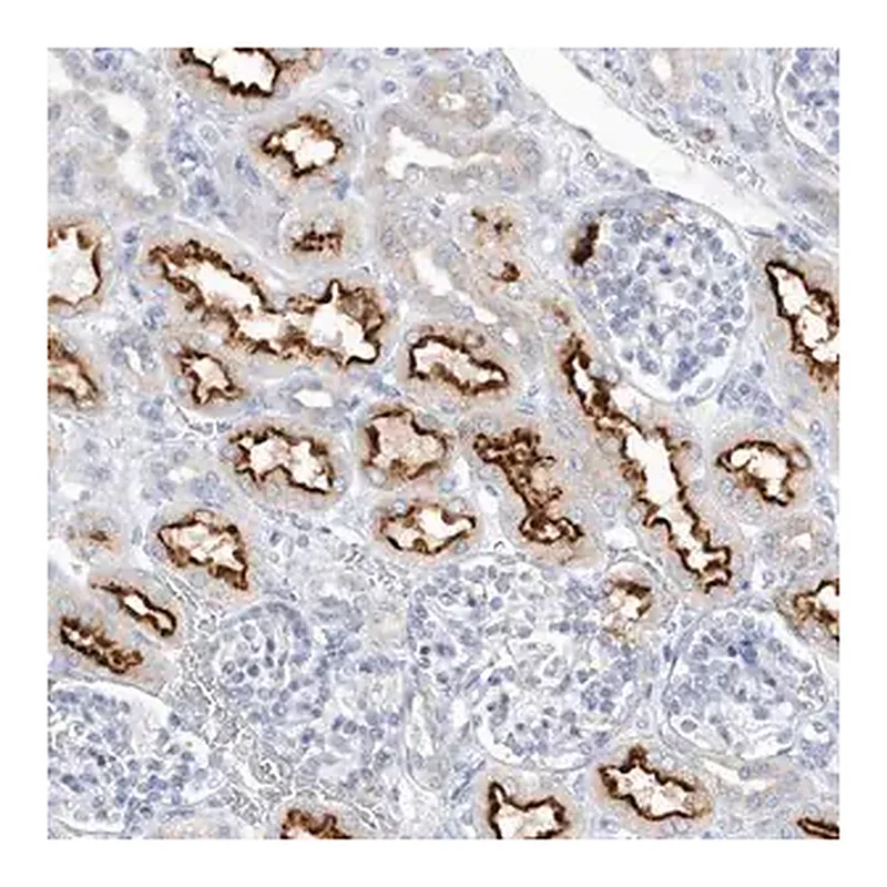Merck Anti-RPE antibody produced in rabbit
