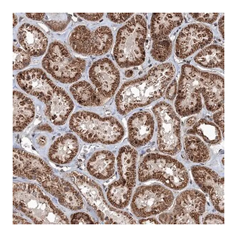 Merck Anti-AASDH antibody produced in rabbit