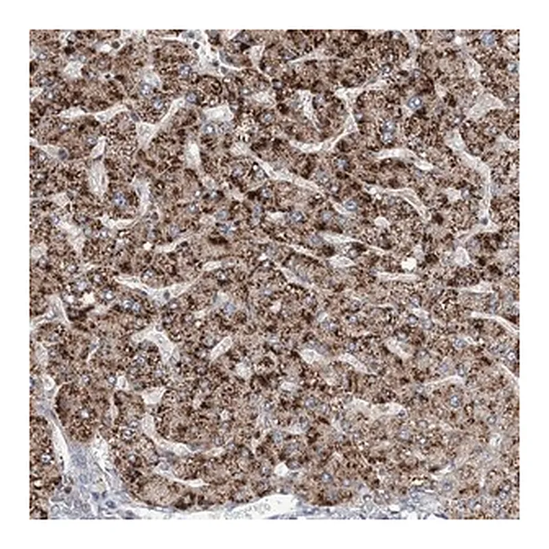 Merck Anti-RNF25 antibody produced in rabbit