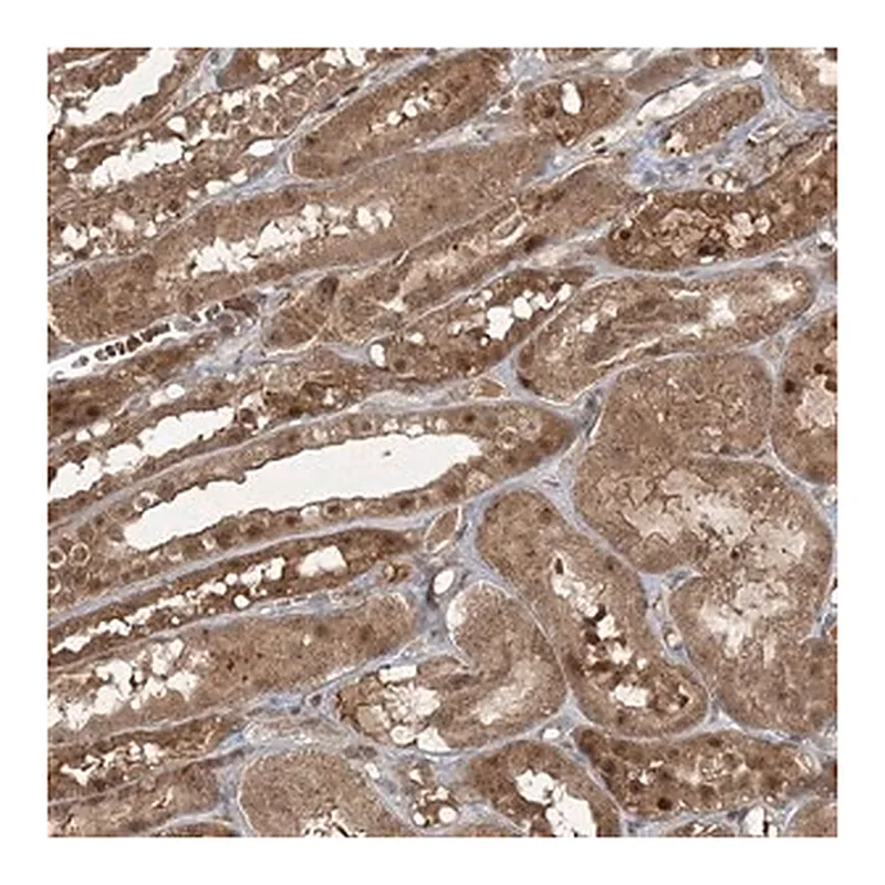 Merck Anti-FBXL17 antibody produced in rabbit