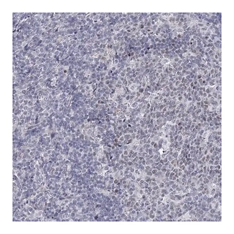 Merck Anti-FAM76B antibody produced in rabbit
