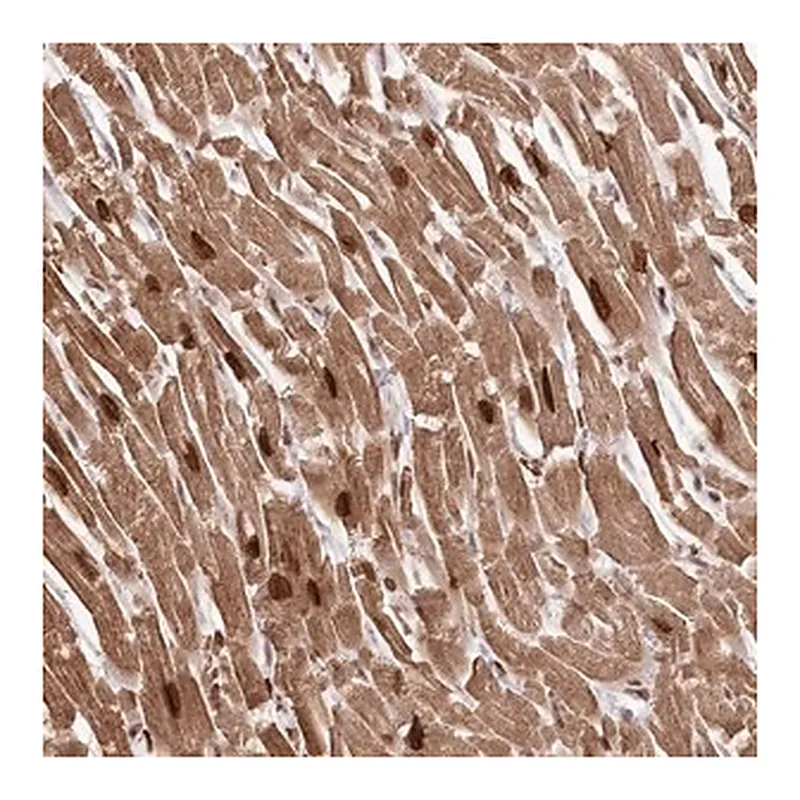 Merck Anti-SORBS2 antibody produced in rabbit
