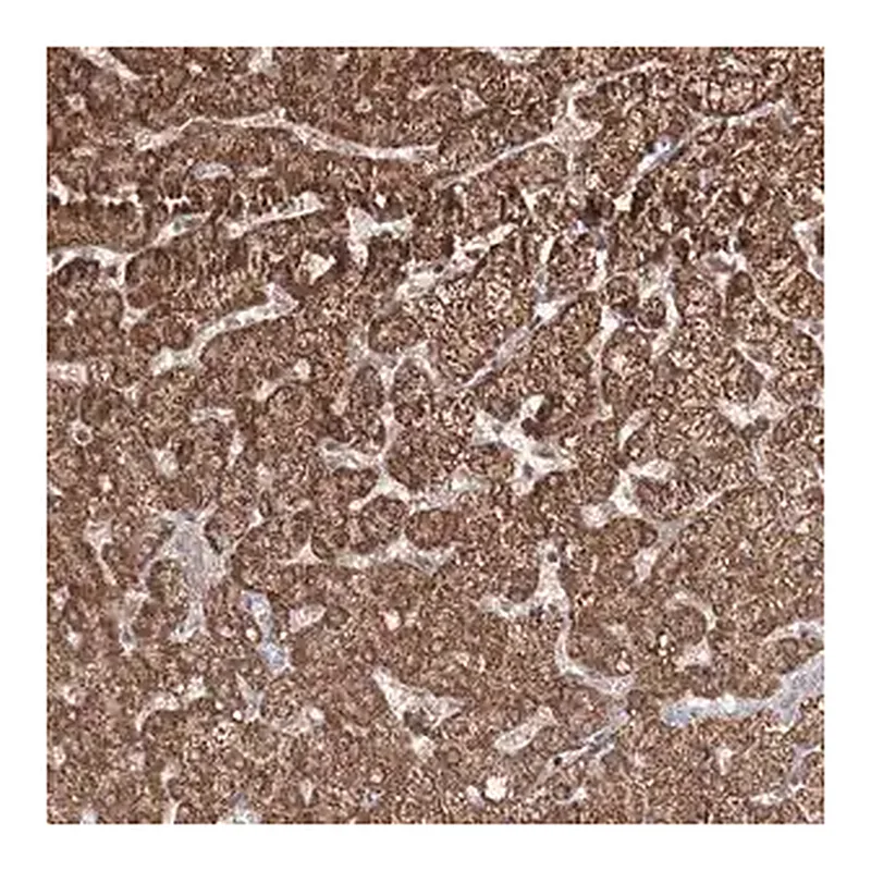 Merck Anti-PSMD6 antibody produced in rabbit
