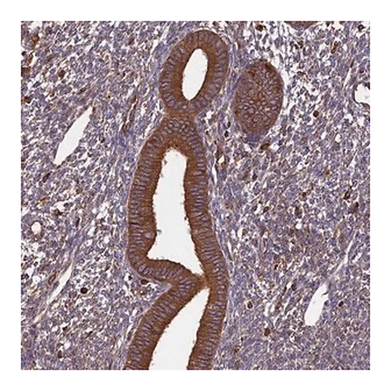 Merck Anti-WDR1 antibody produced in rabbit