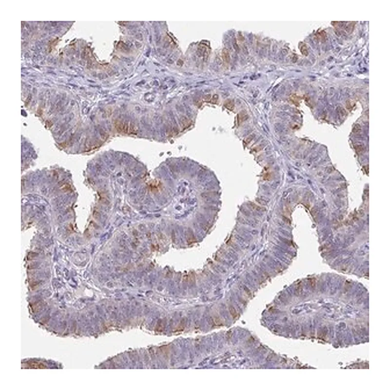 Merck Anti-DCAF12L2 antibody produced in rabbit