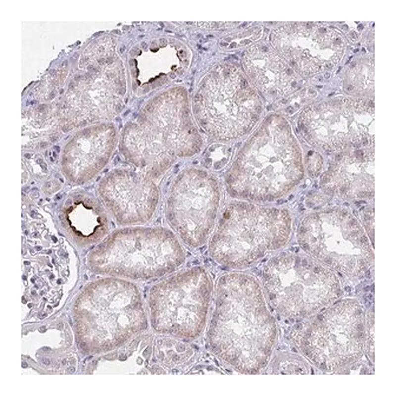 Merck Anti-DAOA antibody produced in rabbit